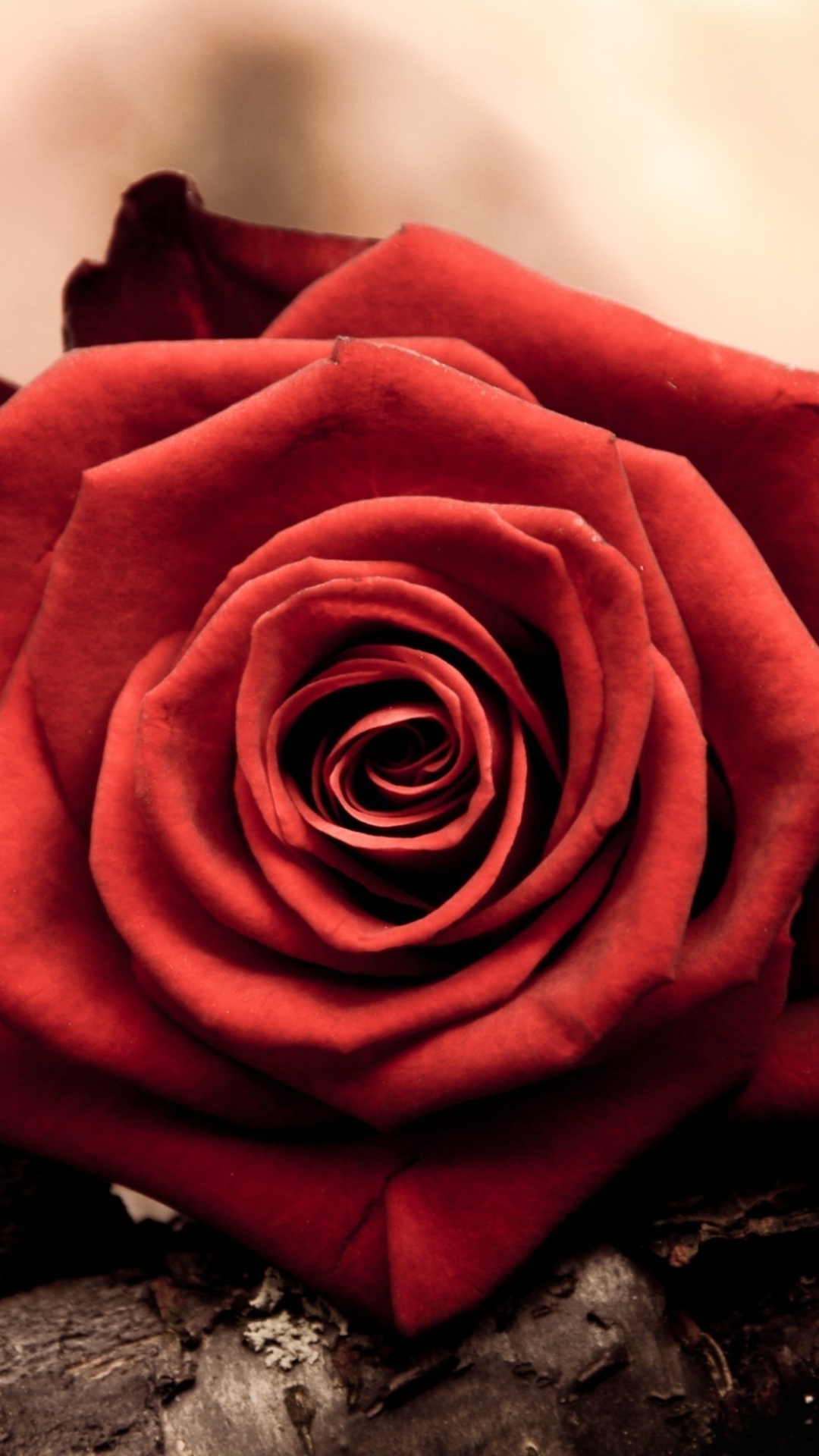 Red Rose Iphone Wallpaper - Flowers Hd For Love , HD Wallpaper & Backgrounds