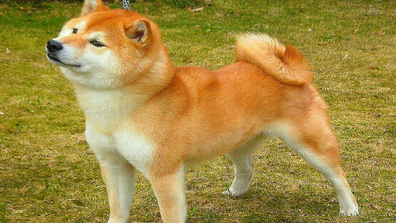 Shiba Inu - Shiba Inu Wallpaper 1920x1080 Funny , HD Wallpaper & Backgrounds