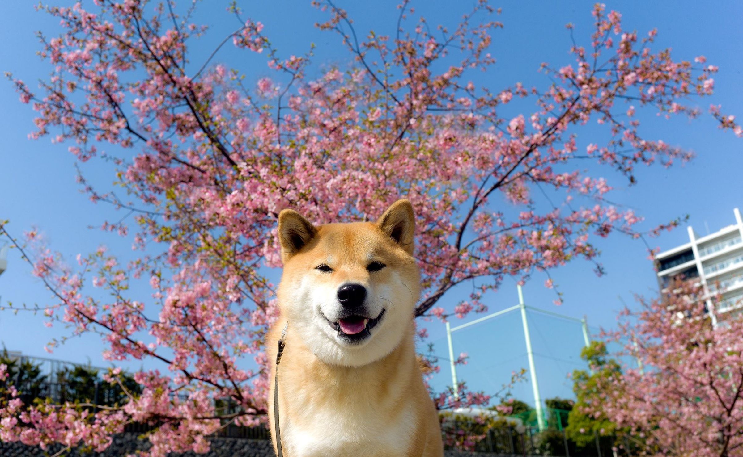 Shiba Inu Wallpaper - Счастливый Песик , HD Wallpaper & Backgrounds