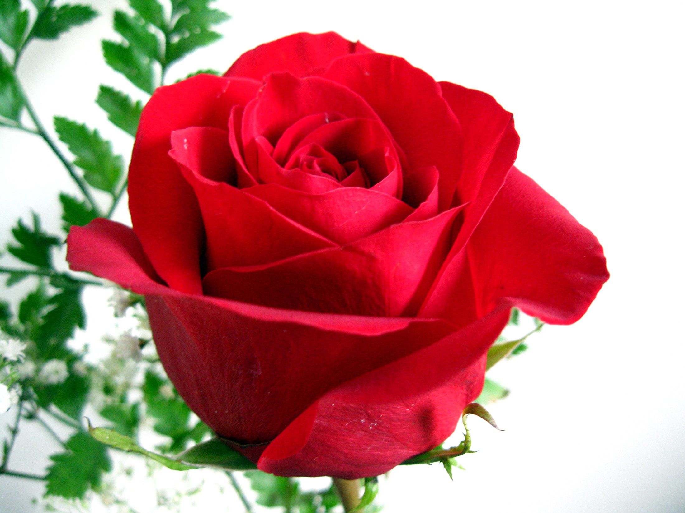 Red Rose Live Wallpapers - New Love Hindi Shayari , HD Wallpaper & Backgrounds