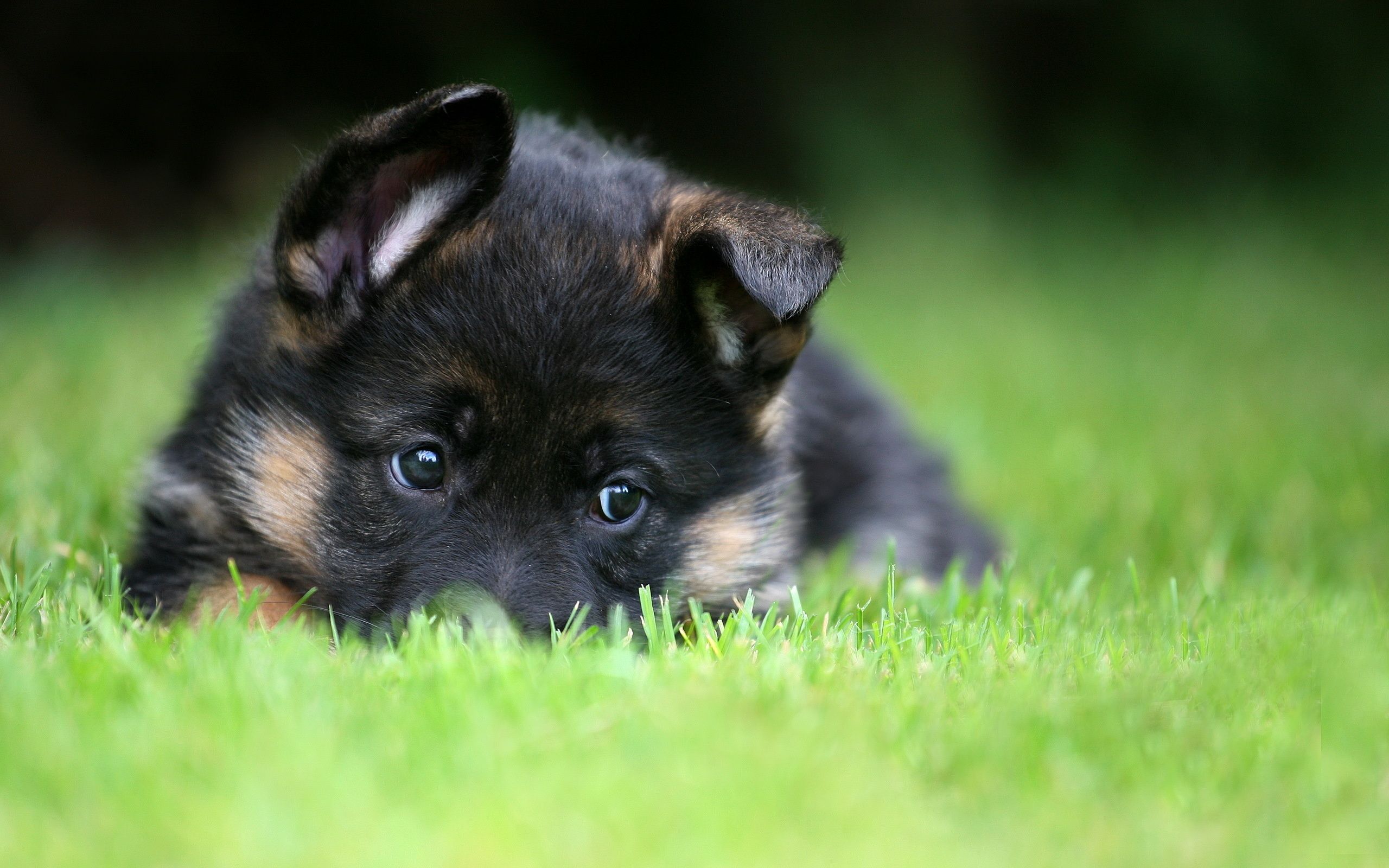 Cute Black Shiba Inu Wallpaper Iphone Wallpaper - German Shepherd Puppies In Snow , HD Wallpaper & Backgrounds