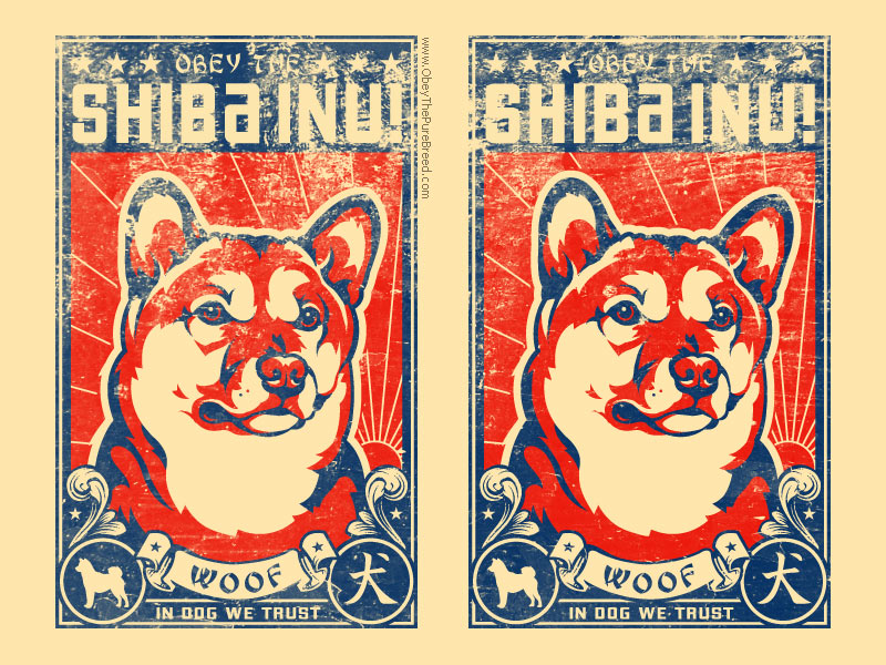 Obey The Shiba Inu - Shiba Inu Poster , HD Wallpaper & Backgrounds