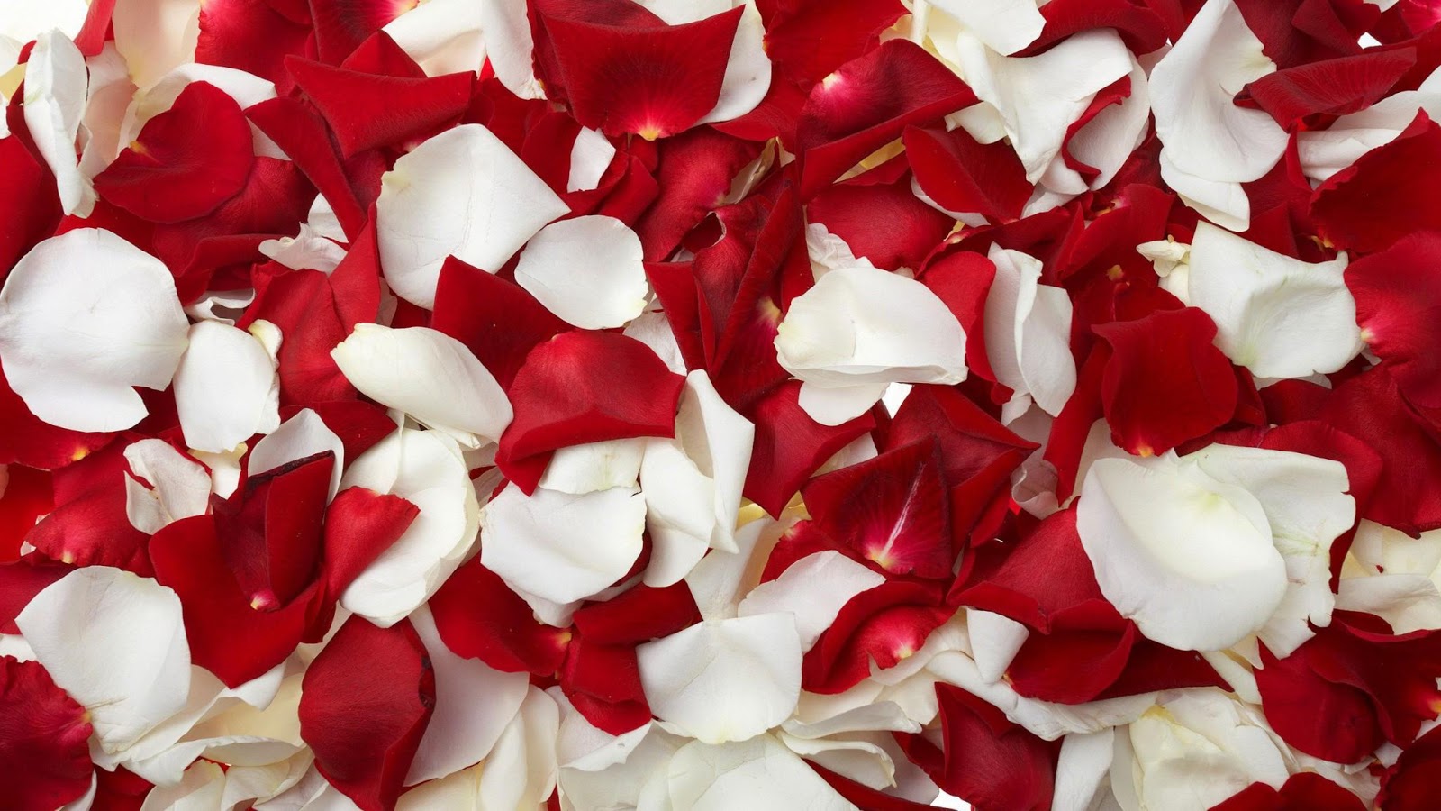 Red Rose Petals And Flowers Wallpaper - Rose Petals Wallpaper Hd , HD Wallpaper & Backgrounds