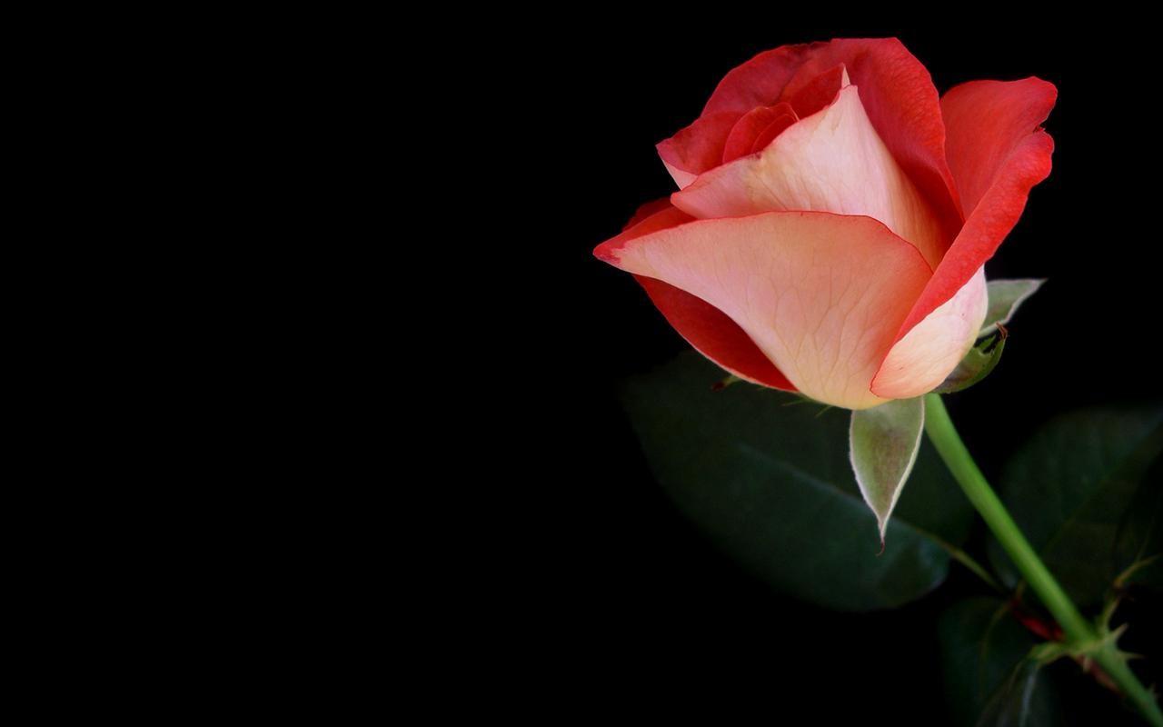 Red Rose Hd Wallpaper - Red Rose With Black Background Hd , HD Wallpaper & Backgrounds