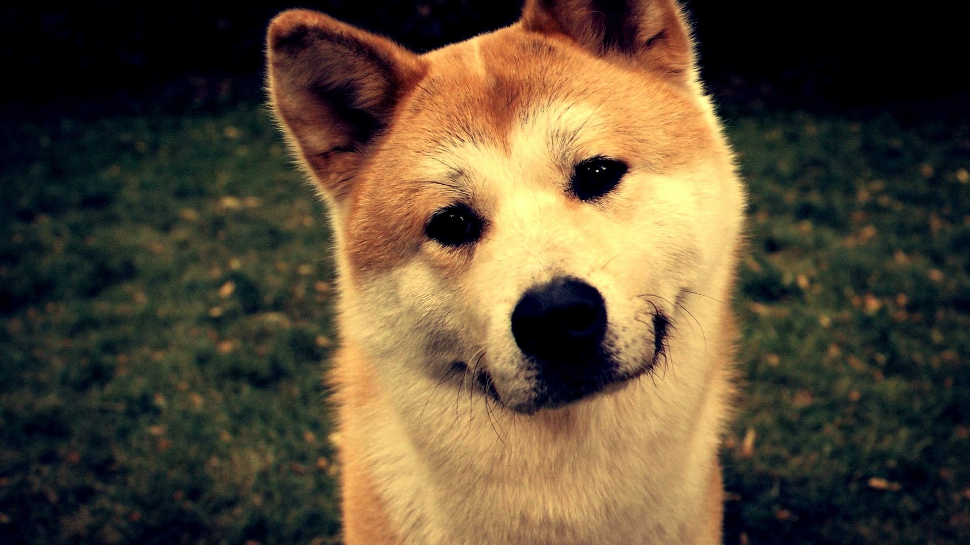 Looking At Viewer Dog Shiba Inu - Akita Inu Y Alaskan Malamute , HD Wallpaper & Backgrounds