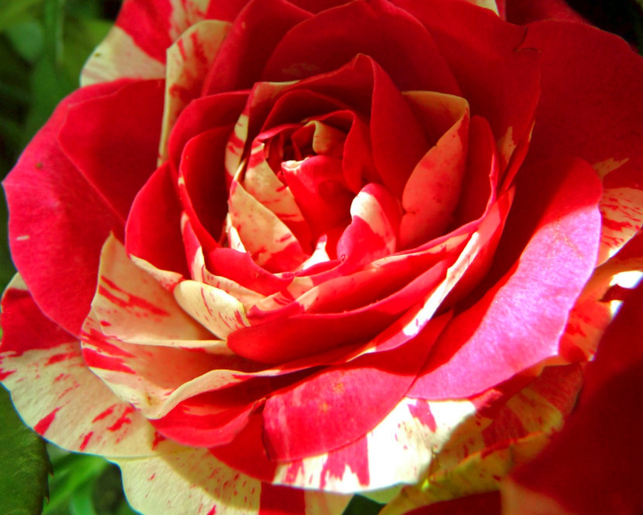 Beautiful Petals Rose Red Flowers Flower Hd Desktop - Hybrid Tea Rose , HD Wallpaper & Backgrounds