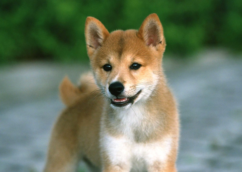Shiba Inu Puppy Wallpaper Hd - Animal That Looks Like A Fox And Dog , HD Wallpaper & Backgrounds
