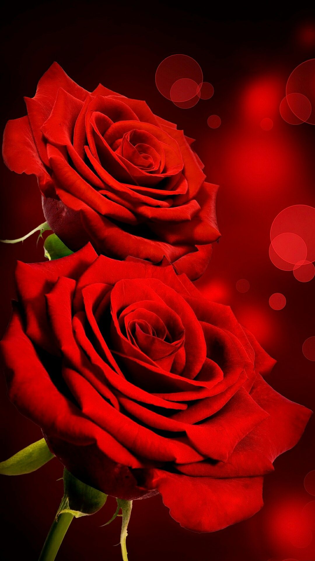 Rose Wallpaper, New Live Wallpaper, Live Wallpapers, - Red Rose , HD Wallpaper & Backgrounds