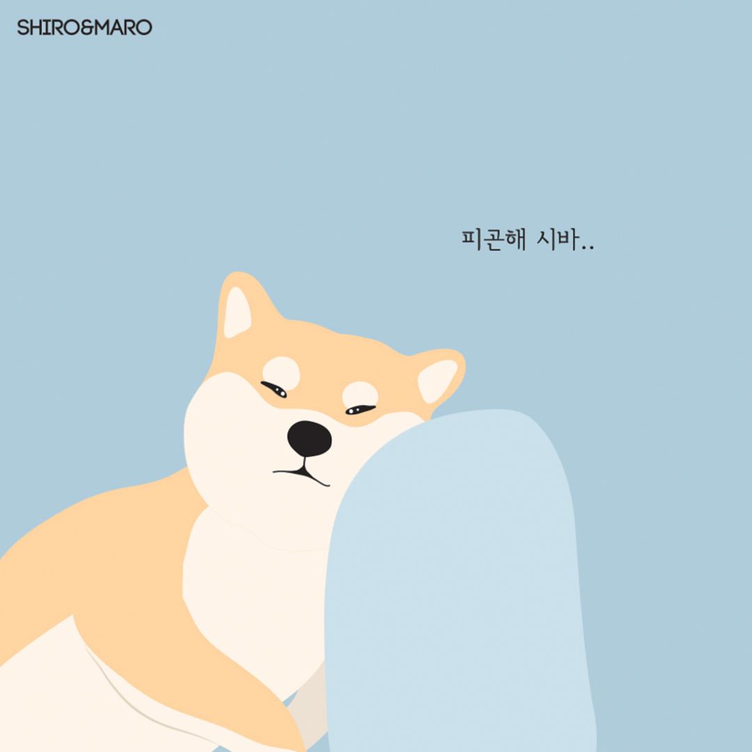 95 Images About 시로앤마로 - Shiro Maro Love , HD Wallpaper & Backgrounds