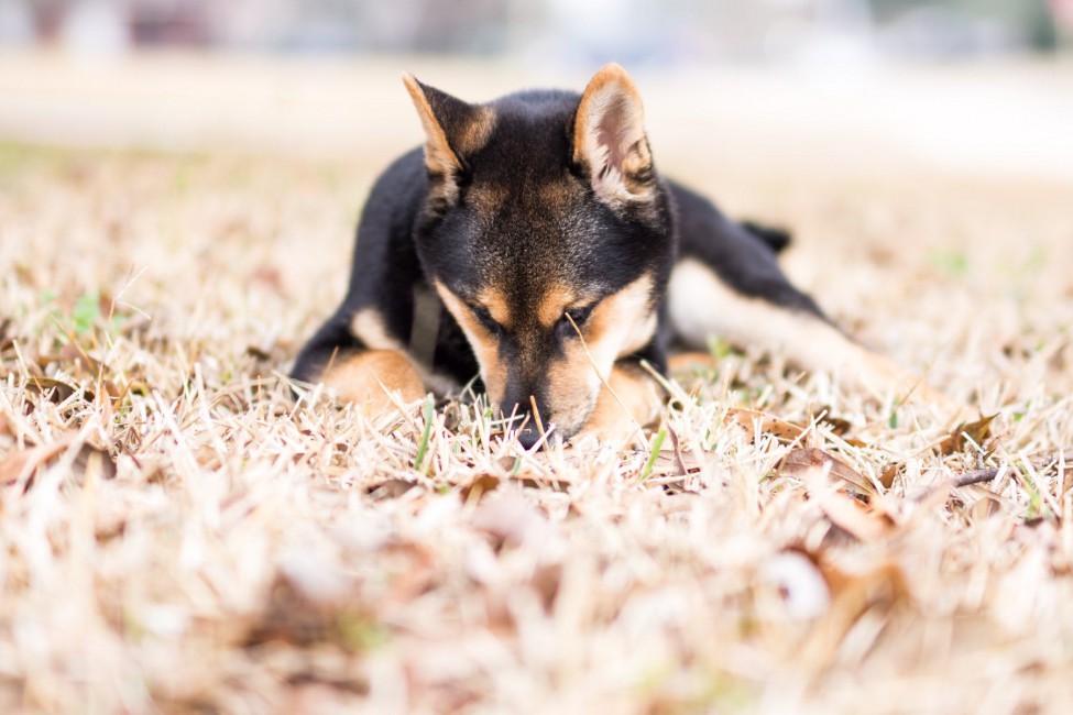 Adult Black And Tan Shiba Inu Lying On Grass Field - Miniature Pinscher , HD Wallpaper & Backgrounds