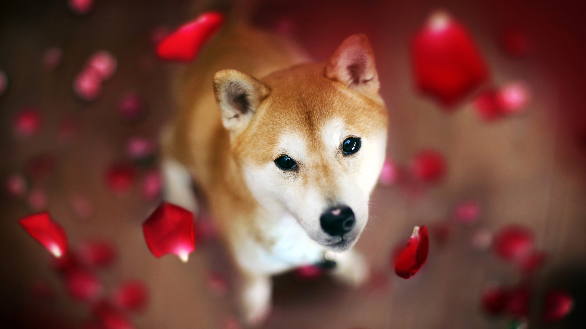 Shiba Inu Dog 1080p Hd Wallpaper Background - Hd Cute Dog Image Download , HD Wallpaper & Backgrounds