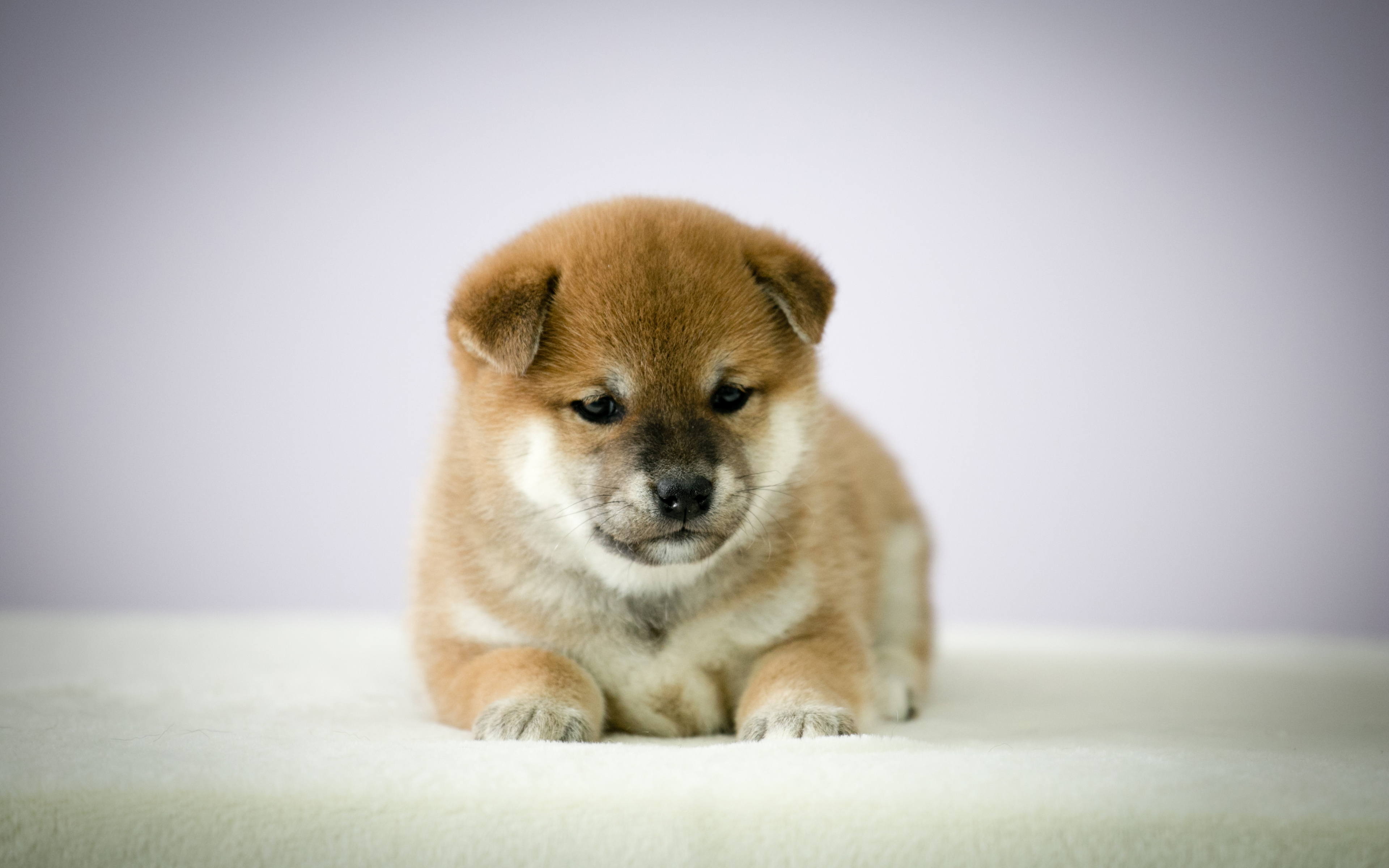Shiba Inu, Puppy, 4k, Dogs, Pets, Cute Dog, Shiba Inu - Shiba Inu Puppies 4k , HD Wallpaper & Backgrounds