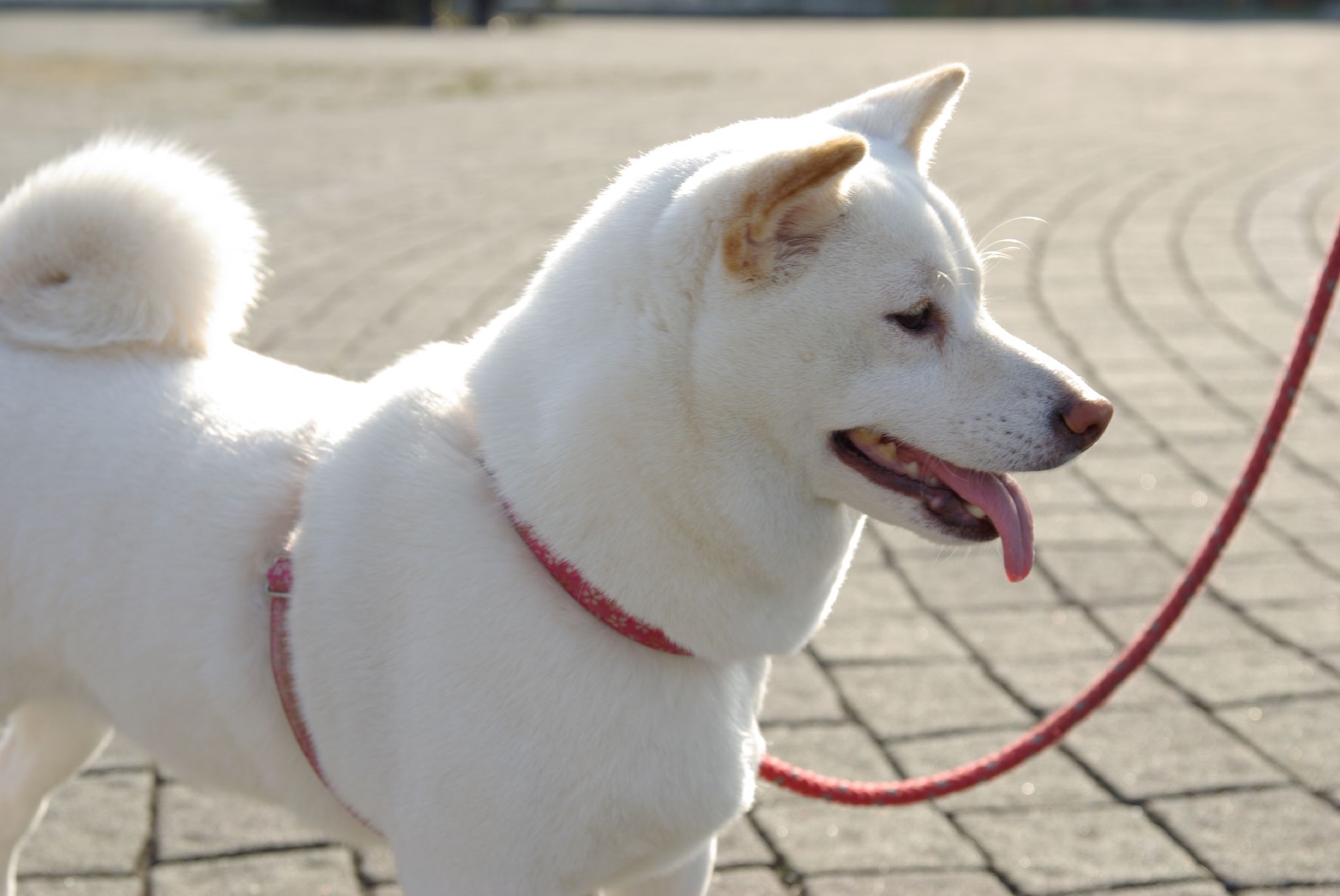 White Shiba Inu Dog Photo - Shiba Inu Colors Cream , HD Wallpaper & Backgrounds