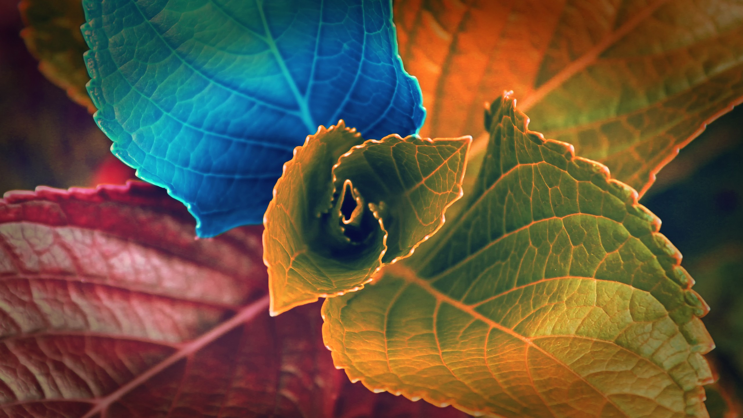 Colors Of Leaves Wallpaper - Hd Wallpaper Hd , HD Wallpaper & Backgrounds