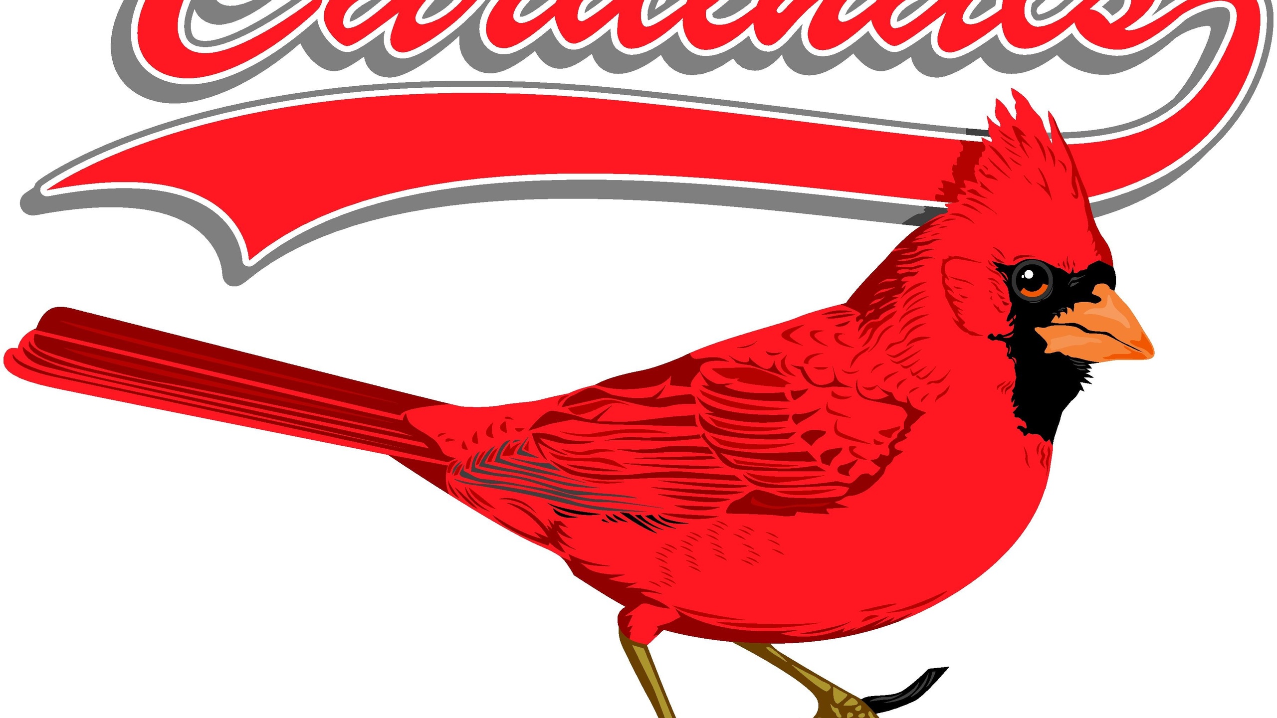 Free Arizona Cardinals Wallpapers Download Pixelstalk - Northern Cardinal , HD Wallpaper & Backgrounds