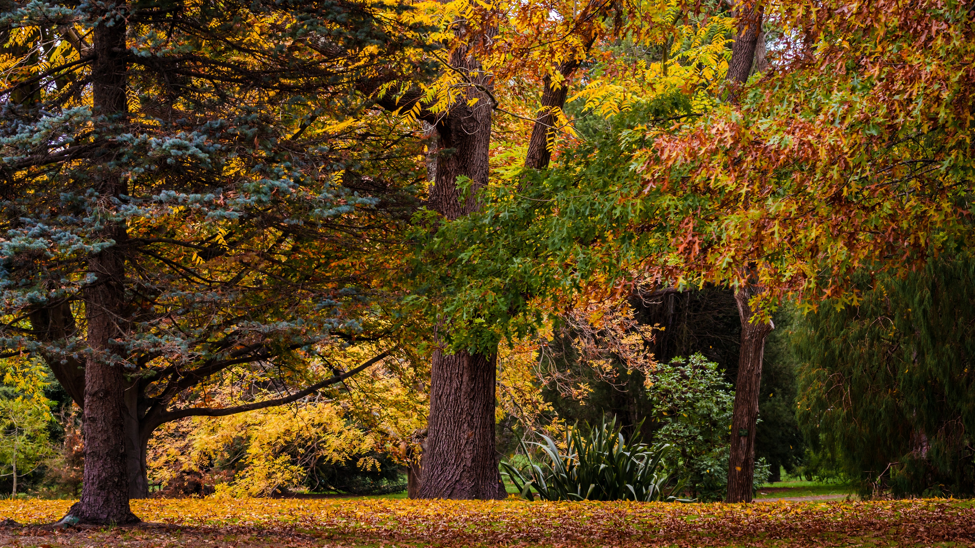 Autumn Forest Landscape 4k Ultra Hd Desktop Wallpaper - Christchurch Botanic Garden Autumn , HD Wallpaper & Backgrounds