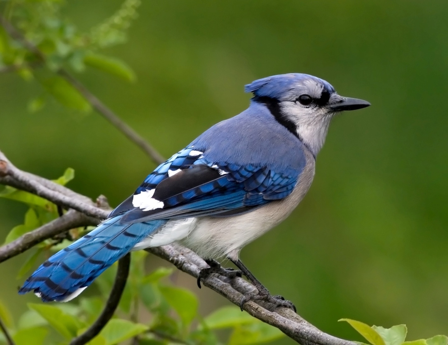 The Best Blue Jay Wallpaper - Blue Jay Bird Hd , HD Wallpaper & Backgrounds