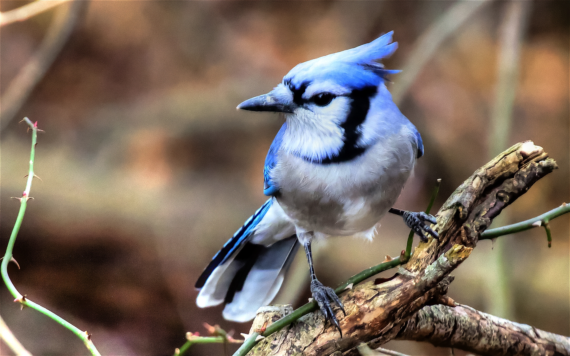 Beak, Bird, Perching Bird, Songbird, Blue Jay Hd Wallpaper, - Blue Jay Bird Hd , HD Wallpaper & Backgrounds