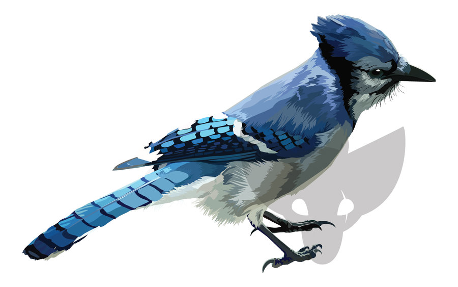 Blue Jay Wallpapers - Vector Of Blue Jay , HD Wallpaper & Backgrounds