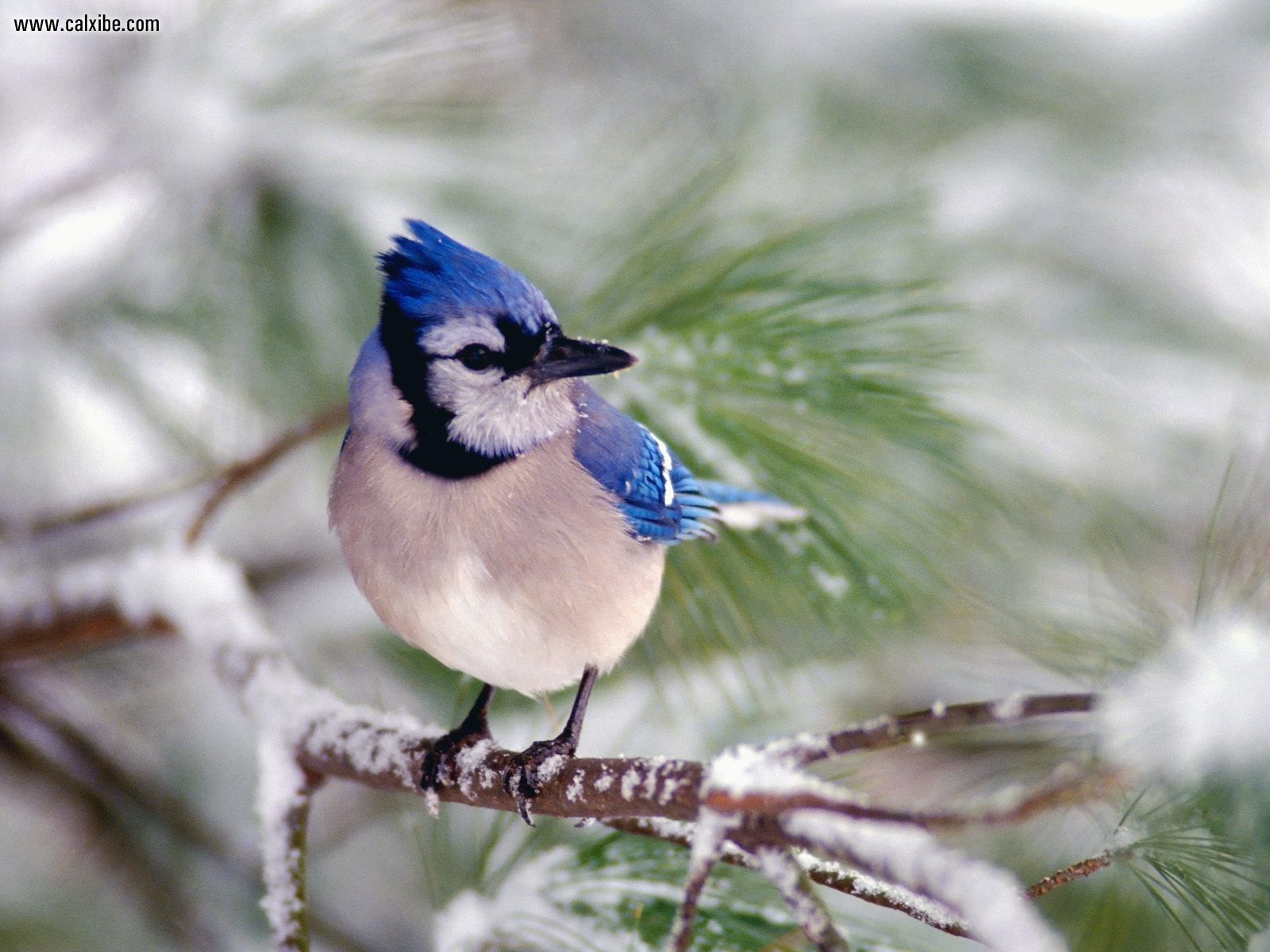 Blue And White Bird Uk , HD Wallpaper & Backgrounds