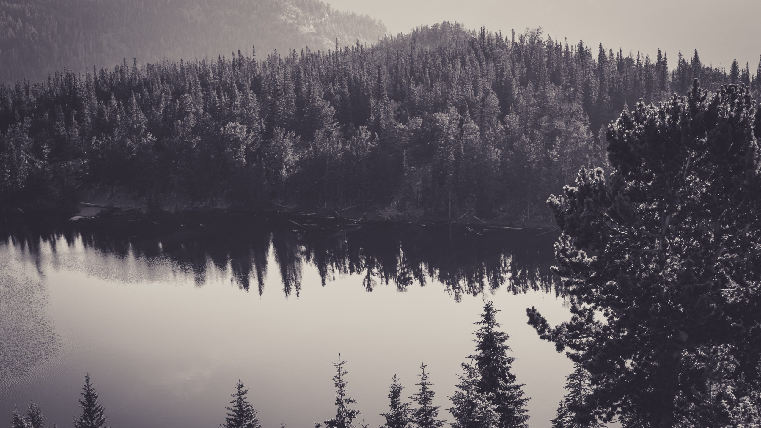 Nature Canada 4k Wallpaper Hd - Black And White Pine Tree Forest , HD Wallpaper & Backgrounds