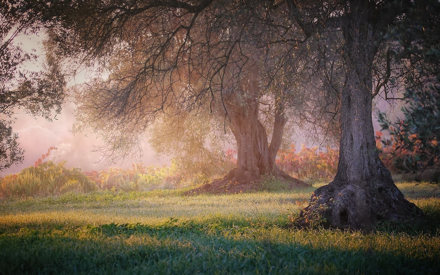 Nature, Landscape, Sunrise, Grass, Trees, Mist, Shrubs, - Meditation Desktop Background , HD Wallpaper & Backgrounds