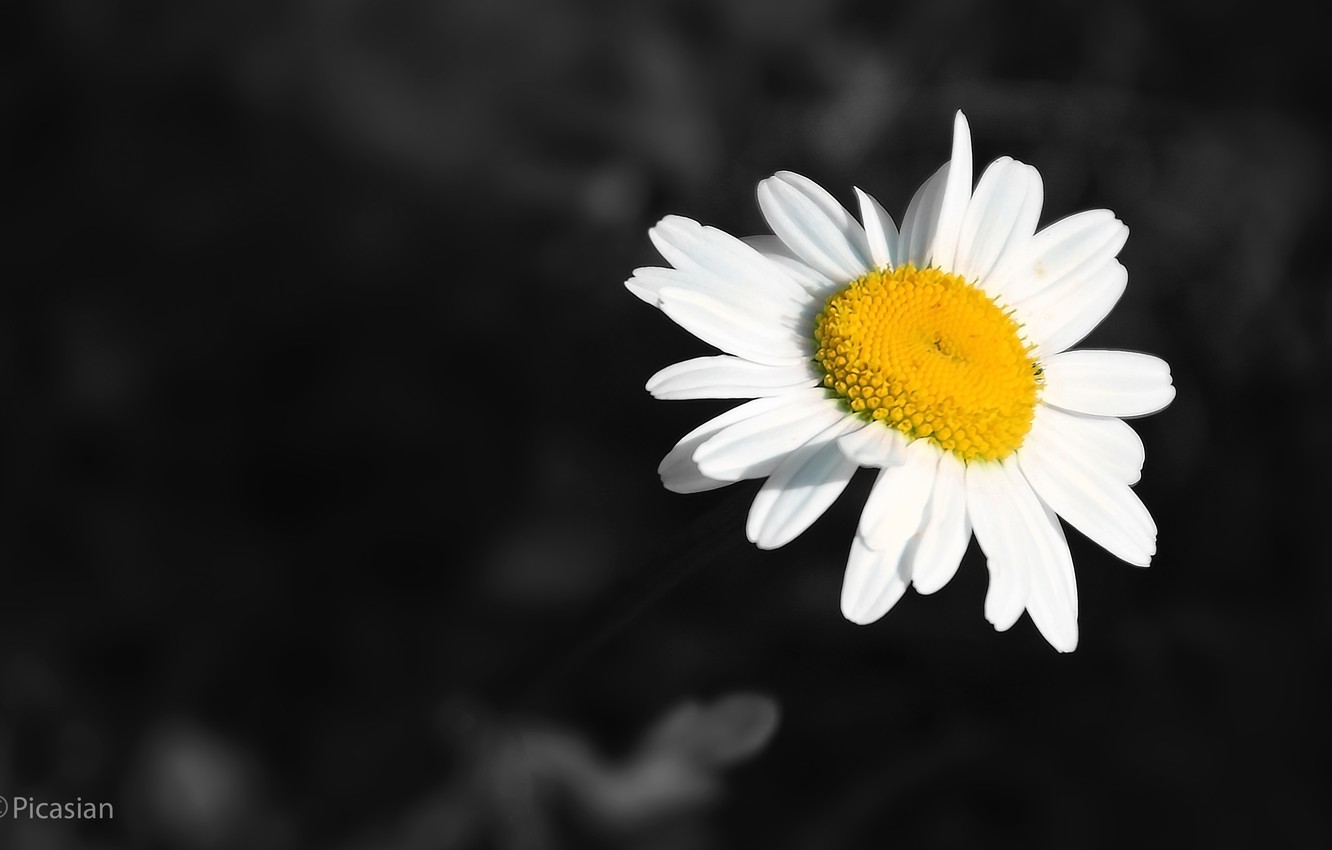Photo Wallpaper White, Black, Flower, Yellow, Nectar - Oxeye Daisy , HD Wallpaper & Backgrounds