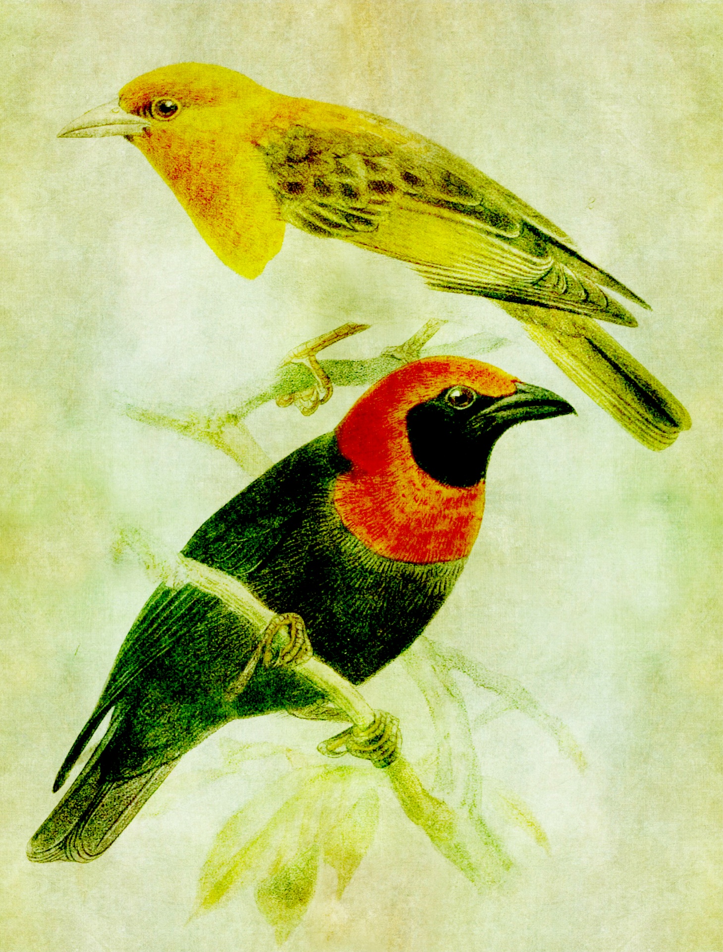 Bird Birds Vintage Free Photo - Birds Vintage , HD Wallpaper & Backgrounds