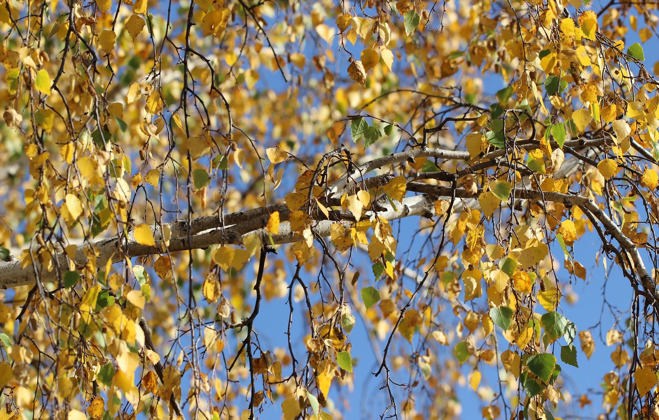 Photo Wallpaper Autumn, Leaves, Tree, Birch - Plane , HD Wallpaper & Backgrounds