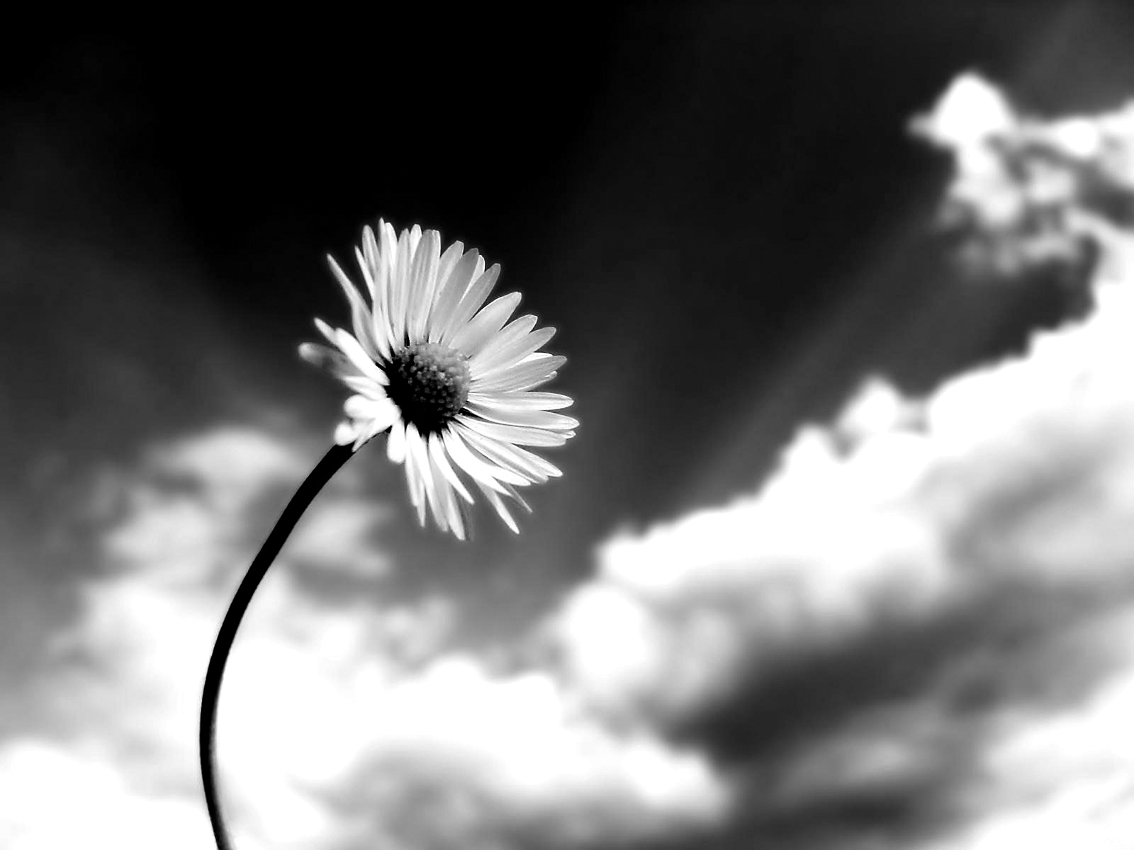 Black And White Flower , HD Wallpaper & Backgrounds