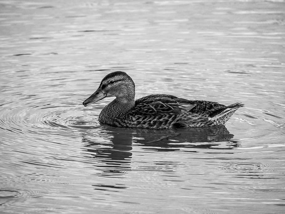 Black White, Duck, Water, Drawing, Vintage, Bird, Animals, - Duck On Water Drawing , HD Wallpaper & Backgrounds