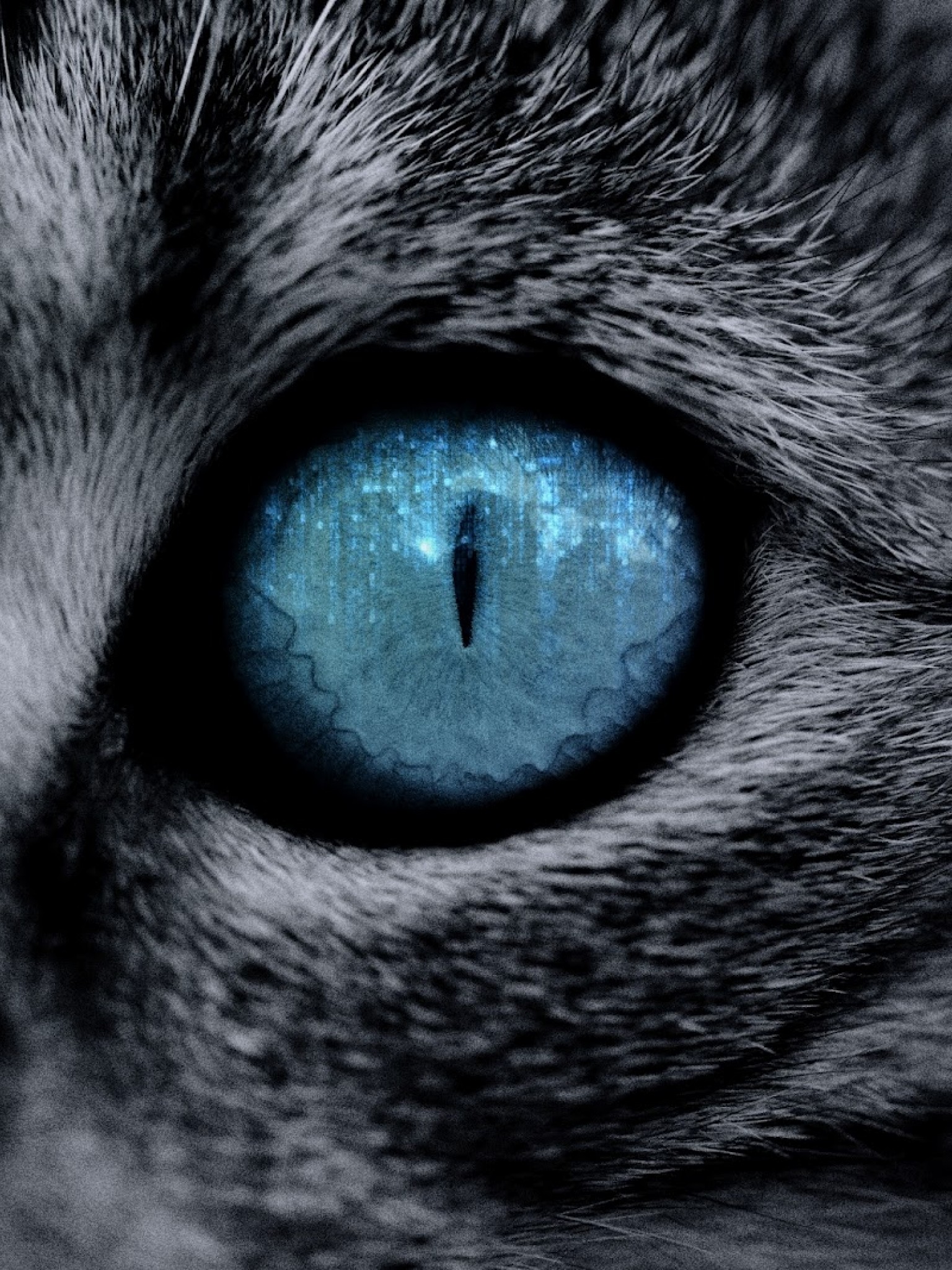 Blue Cat Eye Close Up , HD Wallpaper & Backgrounds