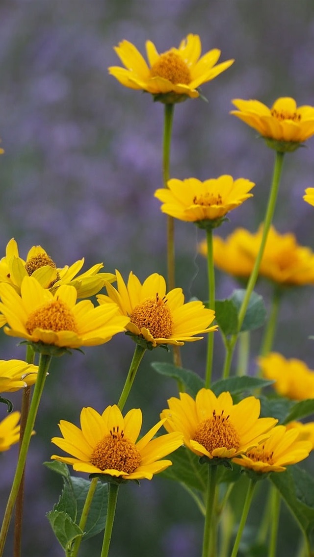 Yellow Flowers Wallpaper Iphone , HD Wallpaper & Backgrounds