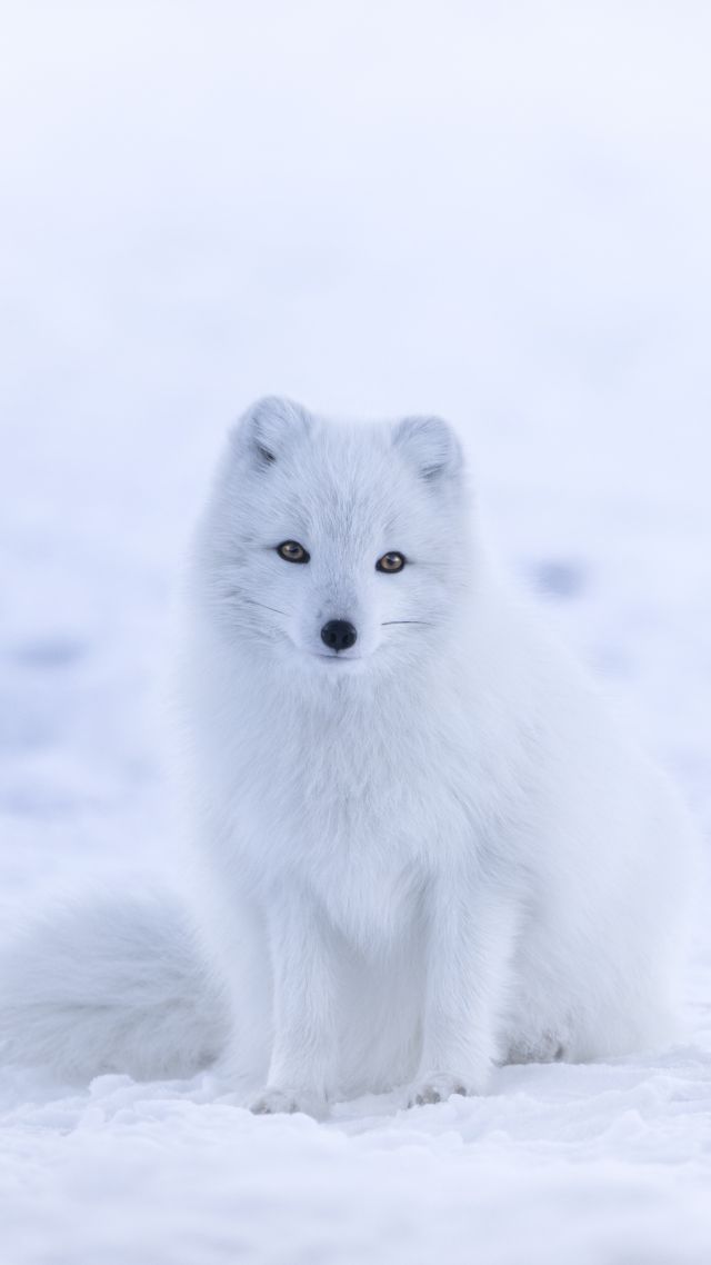 Arctic Fox, Cute Animals, Winter, Snow, White, 8k - Cute Winter Arctic Fox , HD Wallpaper & Backgrounds