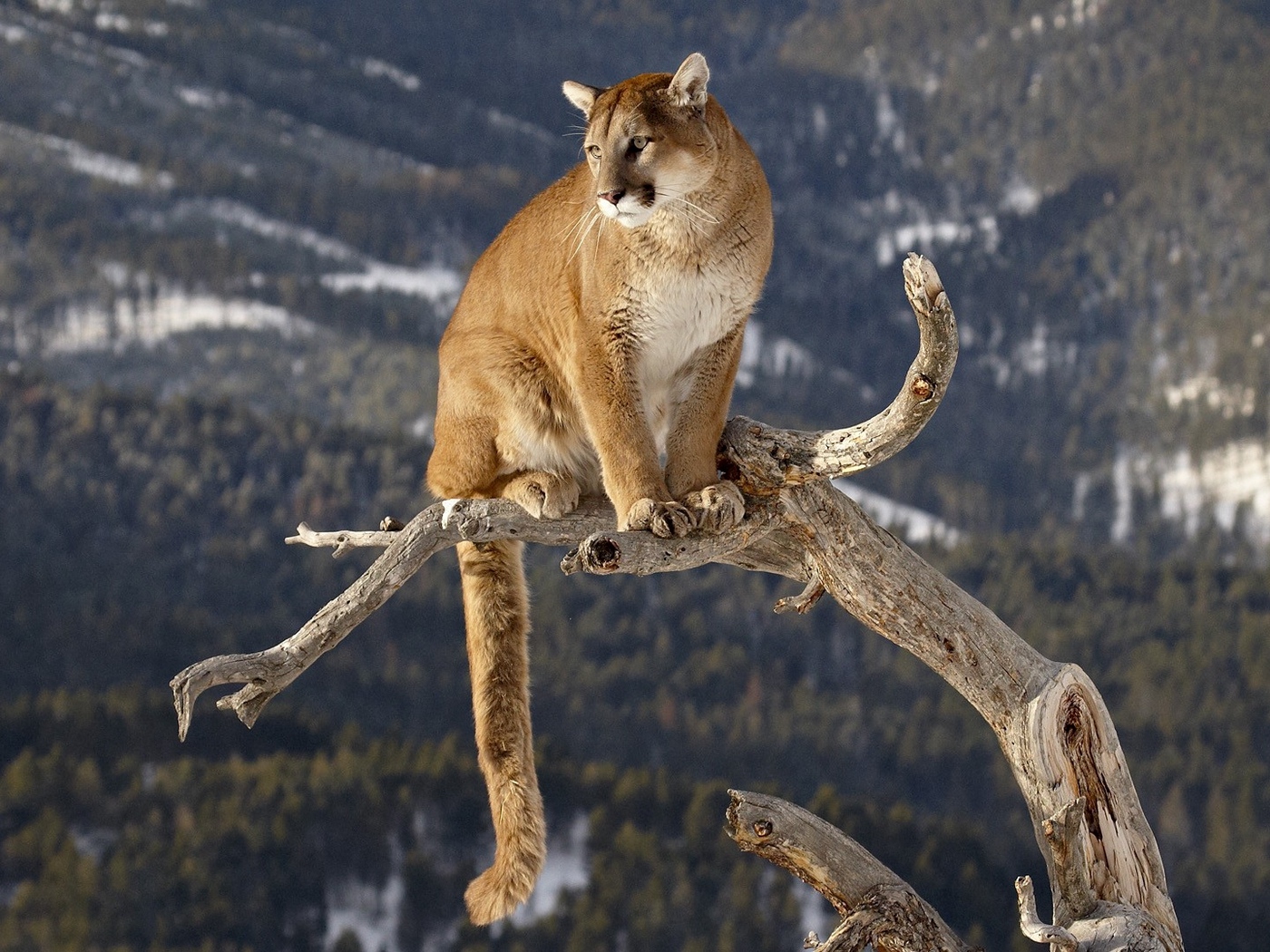 Wallpaper Puma, Branches, Mountains, Grass, Sitting, - Mountain Lion , HD Wallpaper & Backgrounds