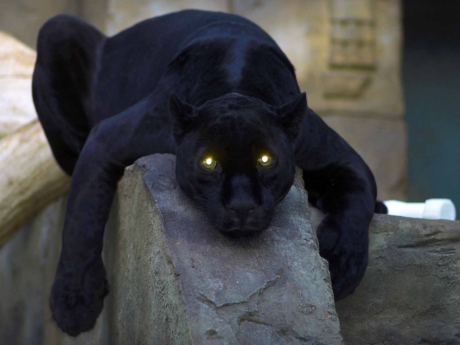 Black Panther Hd Animal , HD Wallpaper & Backgrounds
