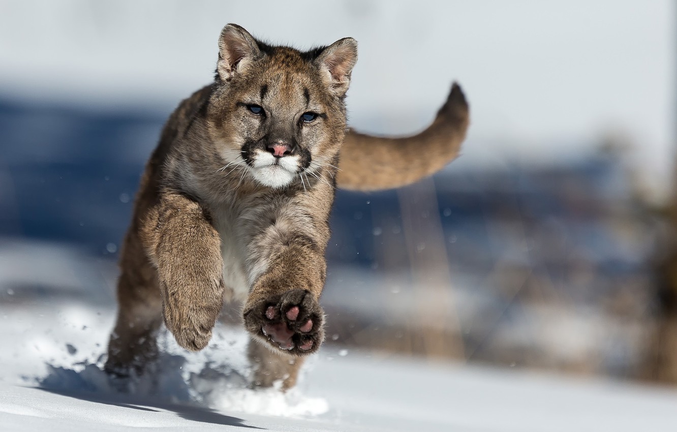 Photo Wallpaper Winter, Snow, Puma - Cougar In The Snow , HD Wallpaper & Backgrounds