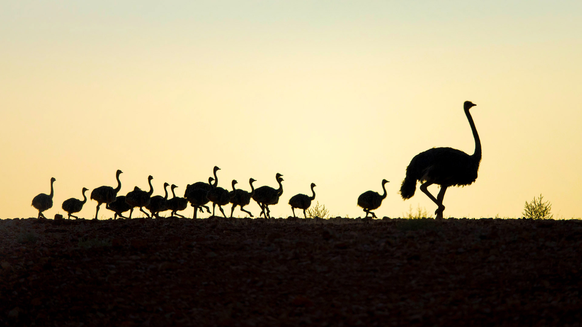Ostrich With Chicks In Western Cape South Africa , HD Wallpaper & Backgrounds