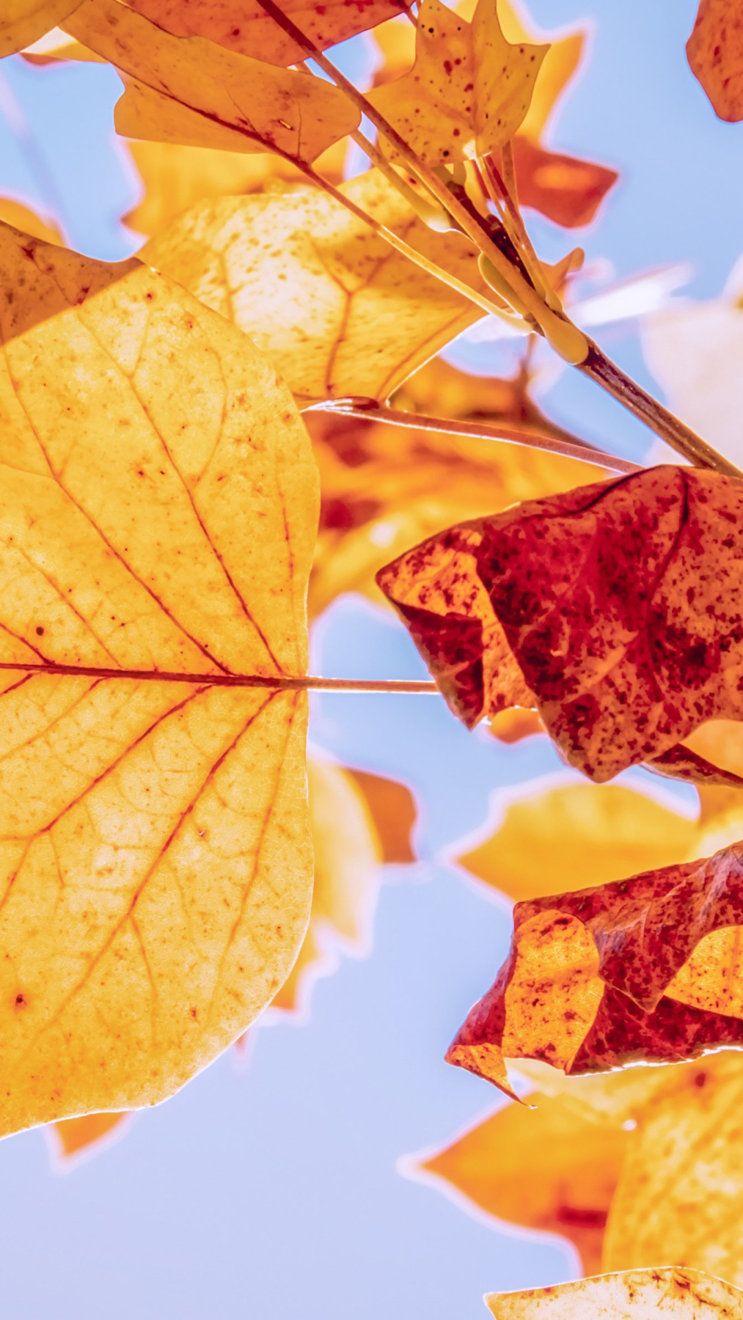 Best Autumn Leaves Wallpaper - Місяць Жовтень Погода , HD Wallpaper & Backgrounds