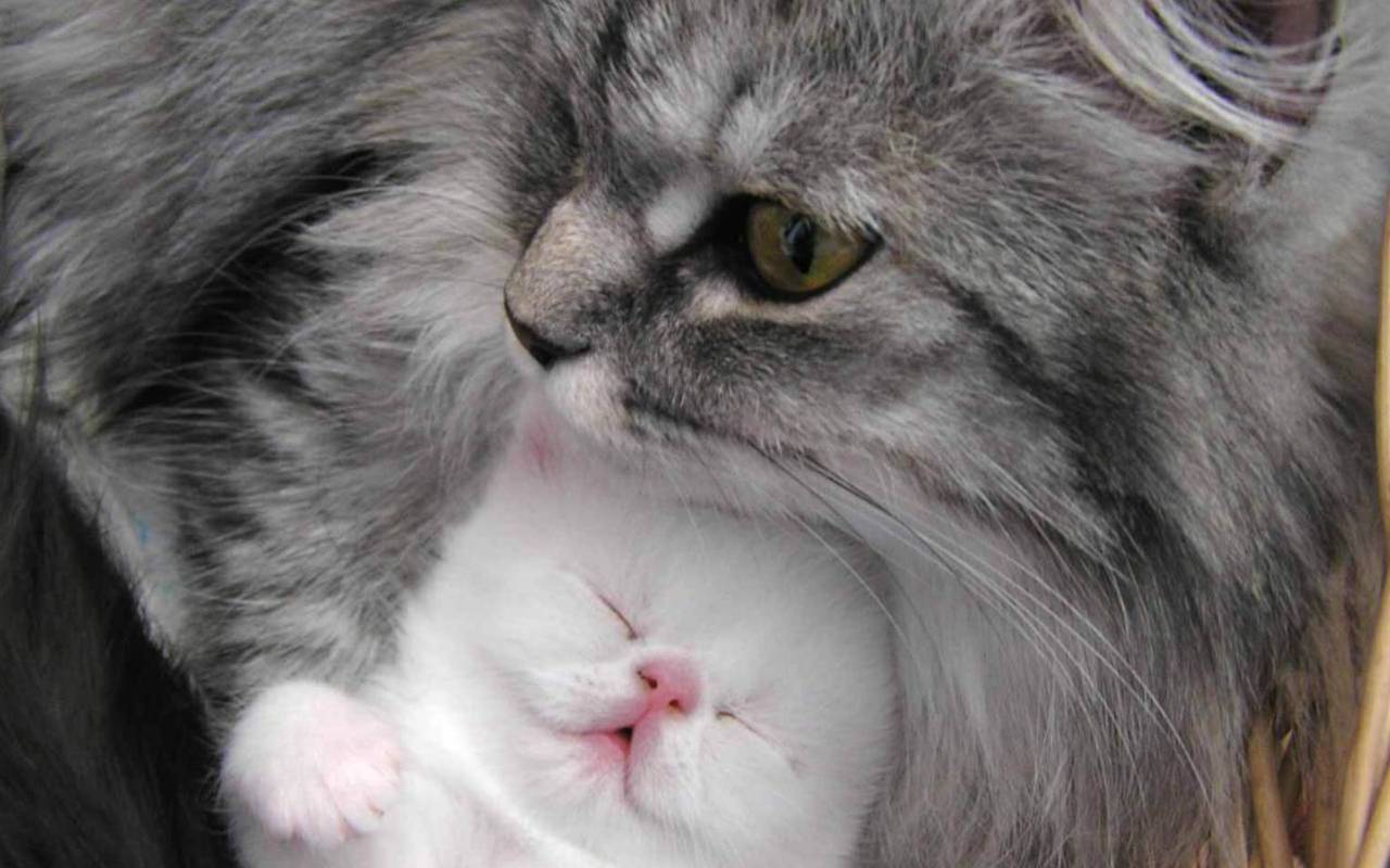 Beautiful Cat And Kitten - Beautiful Kitten Cute Baby Cat Cat , HD Wallpaper & Backgrounds