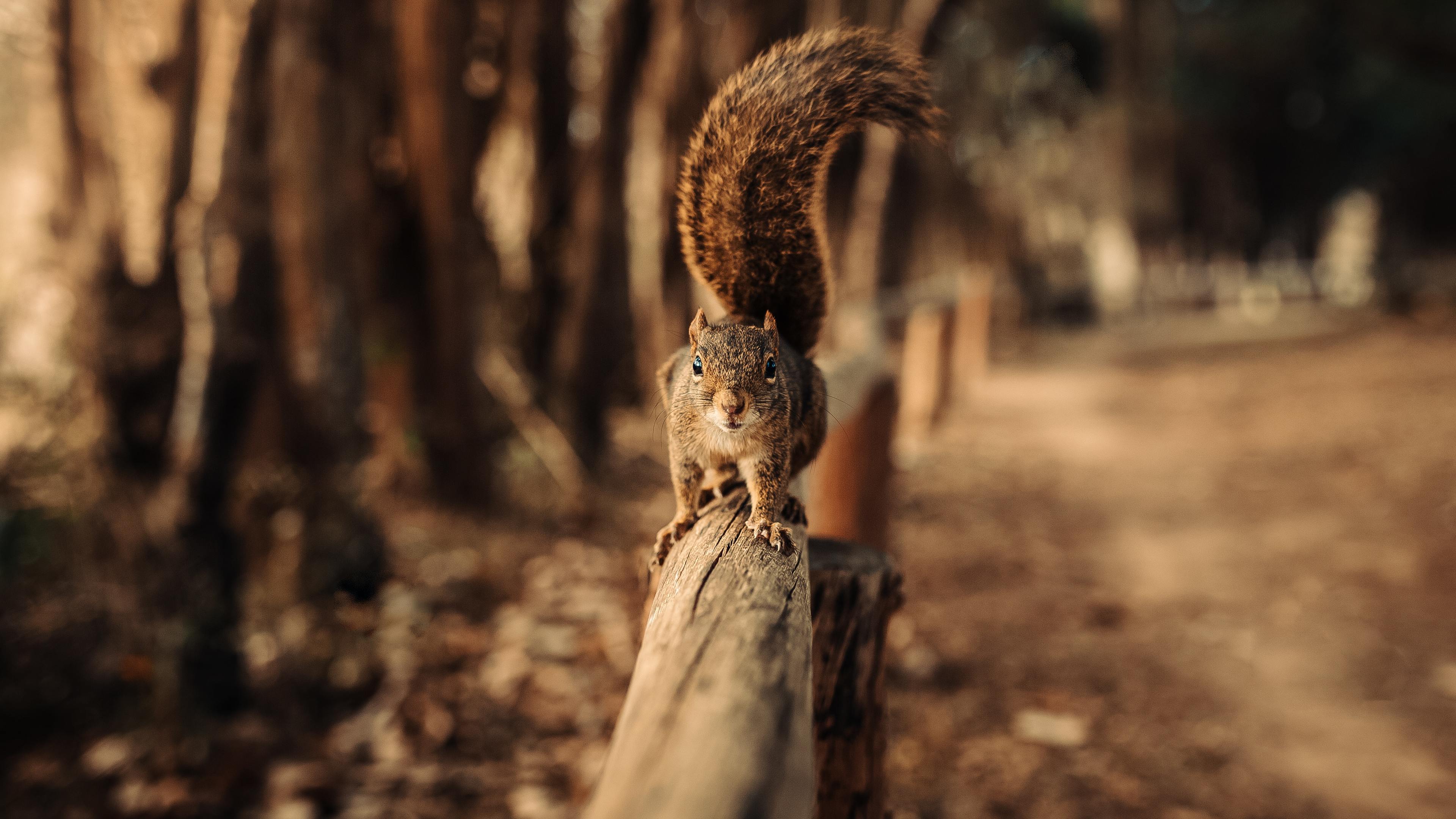 Squirrel Walking On Fence 4k - Iphone 11 Wallpaper Animal , HD Wallpaper & Backgrounds