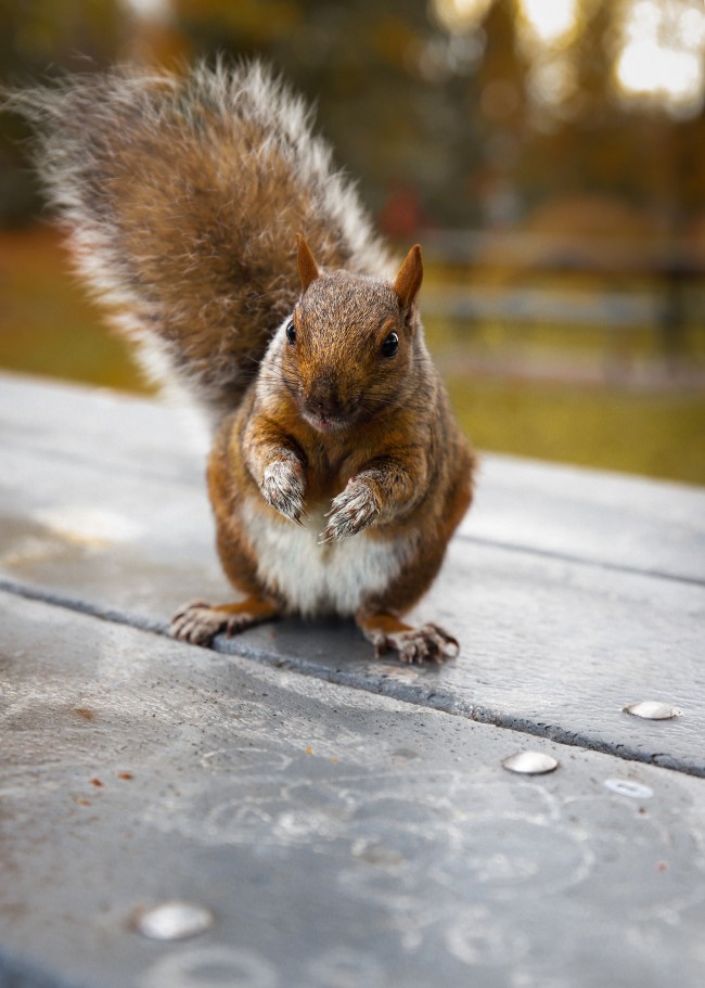 Squirrel, Rodent, Fluffy, Cute, Bokeh, Photography - Wallpaper , HD Wallpaper & Backgrounds