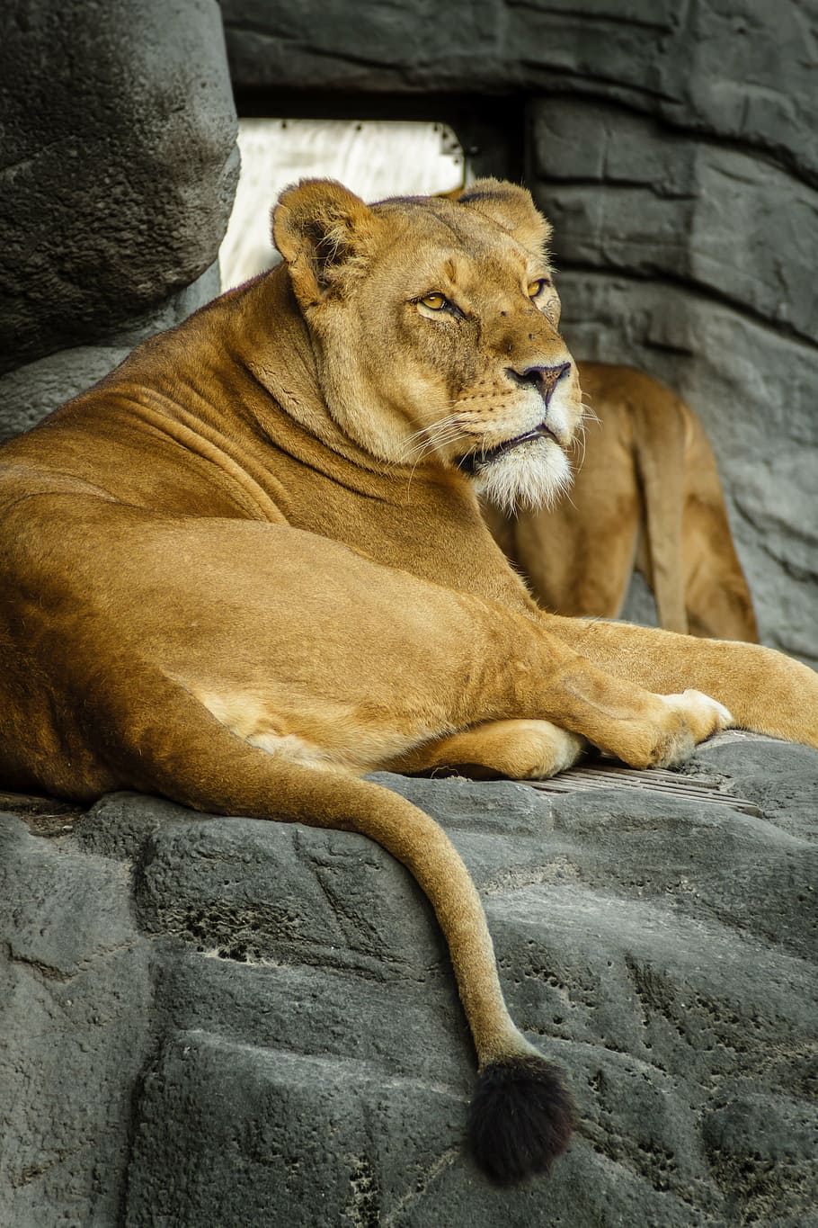 Panthera Leo, Lion, Lioness, Female, Zoo, Hagenbeck, - Lion , HD Wallpaper & Backgrounds