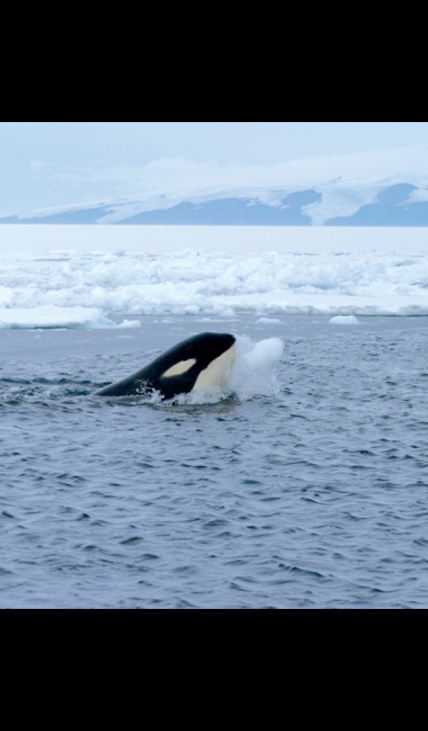 Orca Snowball , HD Wallpaper & Backgrounds