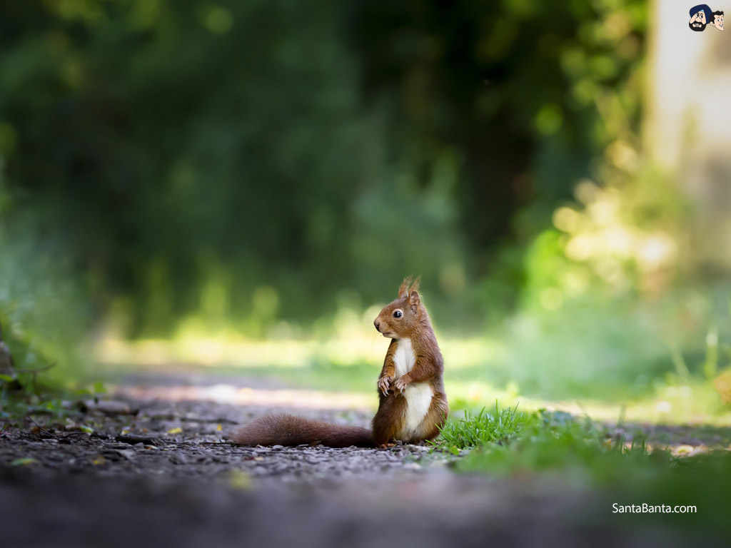 Squirrel - Full Hd Nature Wallpaper Hd Download , HD Wallpaper & Backgrounds