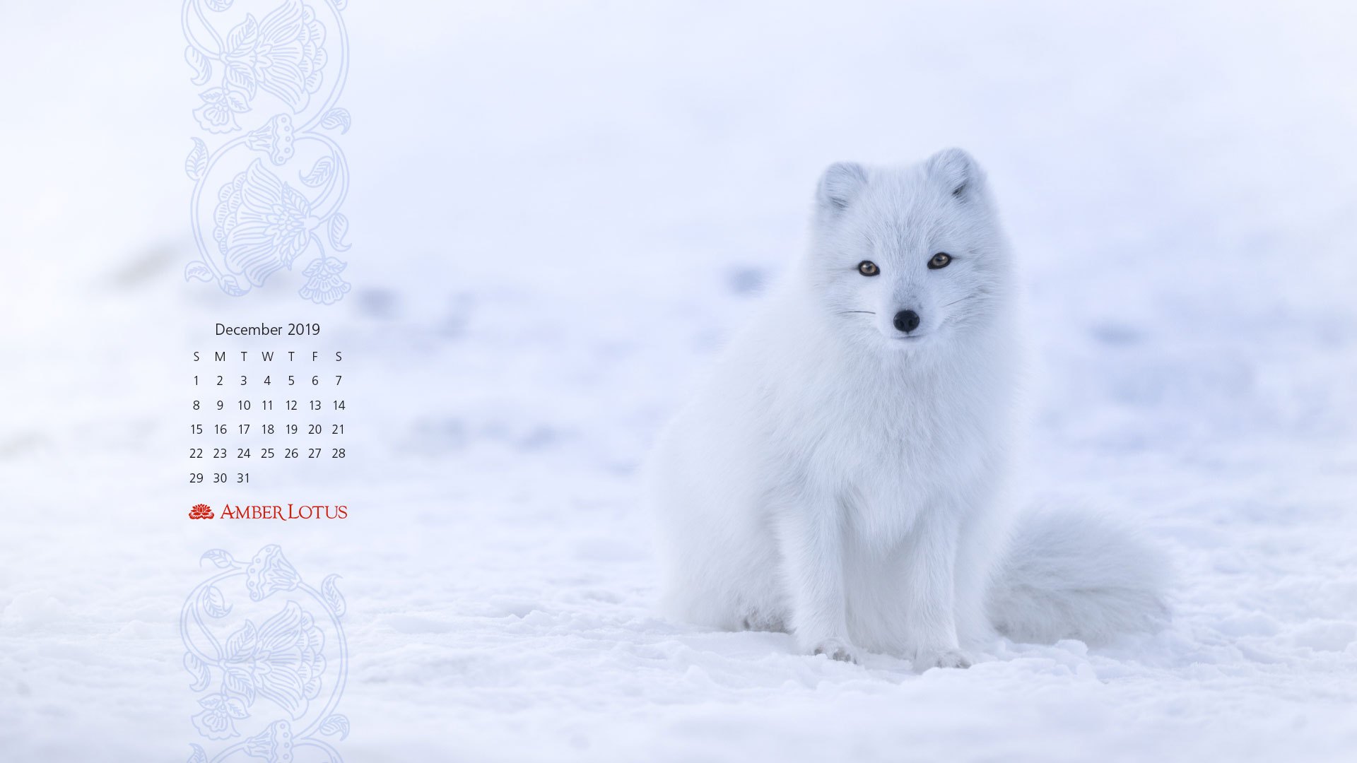 Arctic Fox , HD Wallpaper & Backgrounds