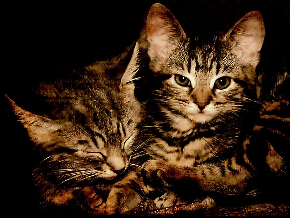 Adorable Cats Wallpaper,paws Hd Wallpaper,lovely Hd , HD Wallpaper & Backgrounds