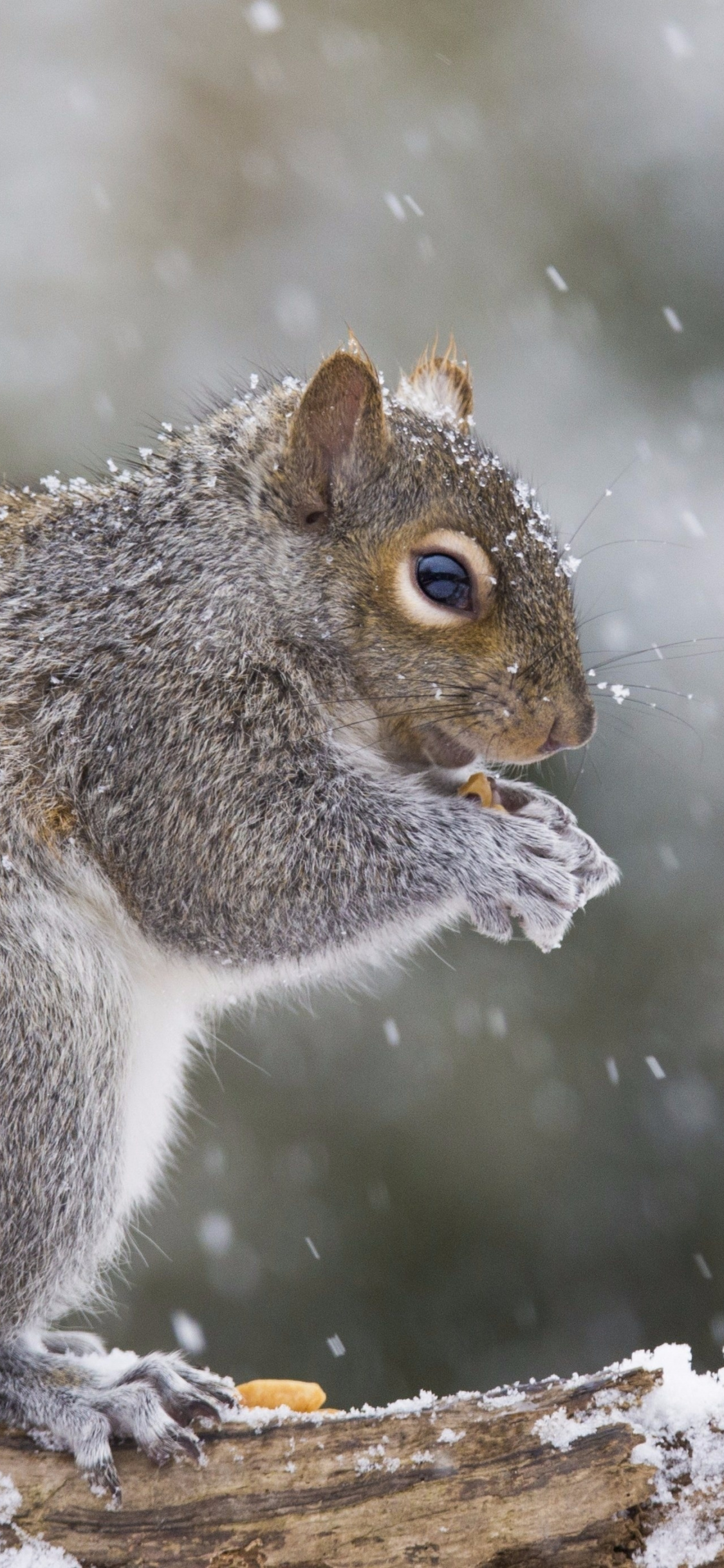 Winter, Mammal, Cute, Squirrel, Rodent, Wallpaper - Squirrel Wallpaper Iphone Hd , HD Wallpaper & Backgrounds