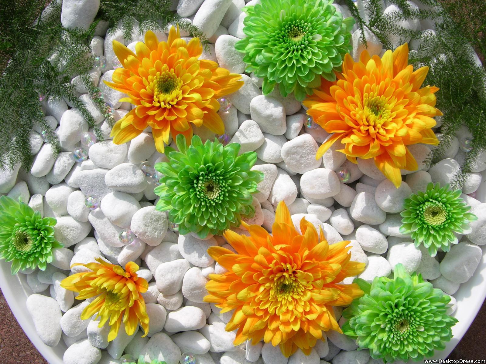 Green And Orange Dahlia - Green And Orange Background , HD Wallpaper & Backgrounds