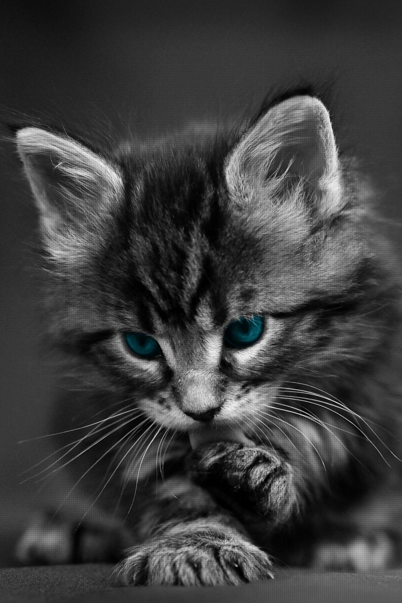 Wallpaper Cat, Black White, Blue, Eyes, Baby, Beautiful - Cute Cat Black And White , HD Wallpaper & Backgrounds